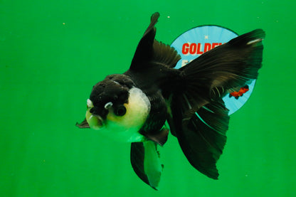 [SINGLE] Panda Oranda Male 5.5-6  inches #121925SO_02