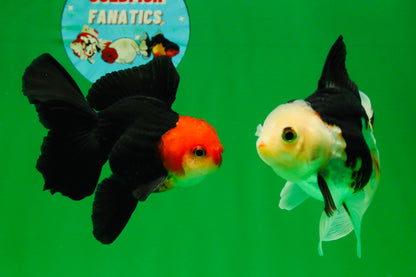 [COUPLE] Tricolor Male & Red White Female Oranda 4.5 inches #101025CO_05