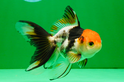 [SINGLE] Tricolor Oranda Male 4-4.5 inches #111425SO_02
