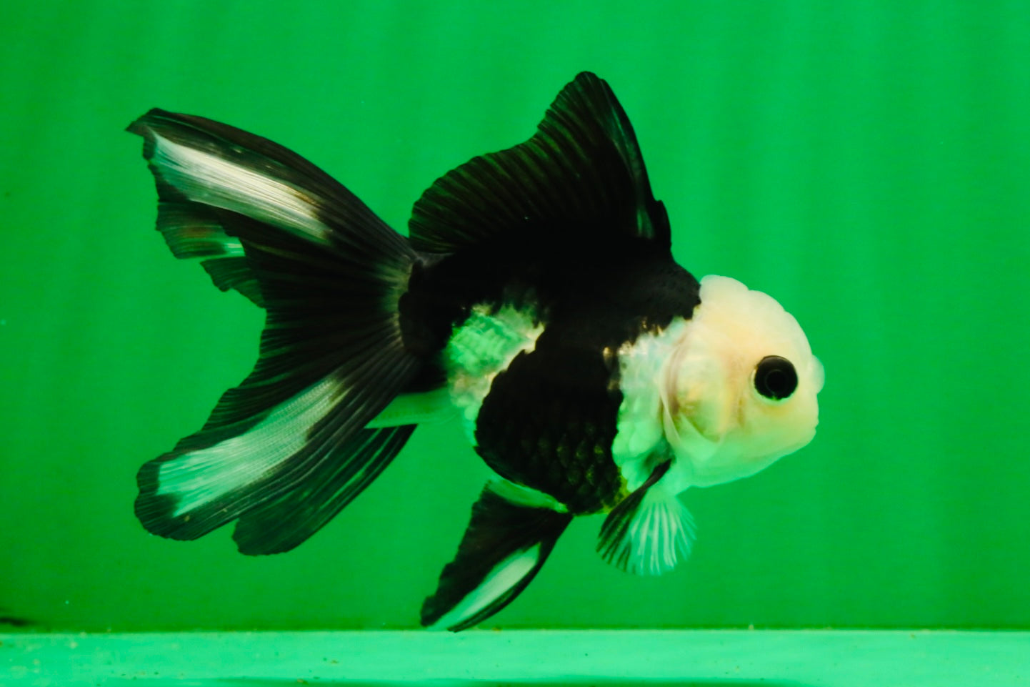 [SINGLE] Panda Button Eyes Oranda Female 4-4.5 inches #111425SO_07