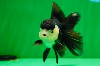 [SINGLE] Panda Oranda Male 4.5 inches #081525SO_06