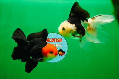 [COUPLE] Tricolor Male & Red White Female Oranda 4.5 inches #101025CO_05