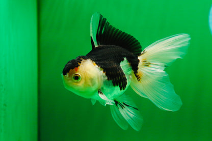 [SINGLE] Panda Oranda Female 4.5 inches #081525SO_11