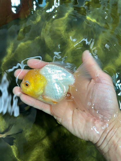 [SINGLE] White Oranda Male 4.5 inches #060625SO_03