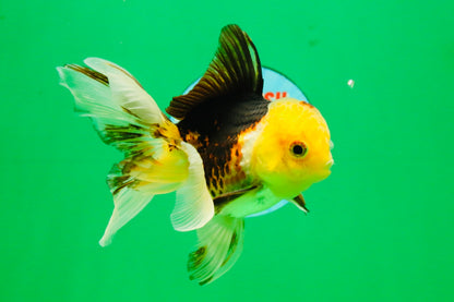 [SINGLE] Tricolor Male 4-4.5 inches #103125SO_03