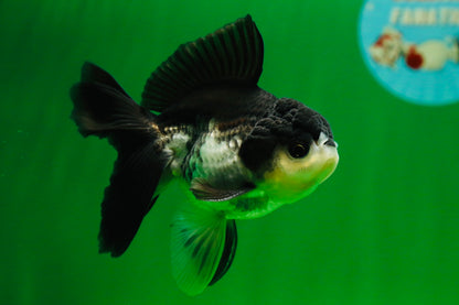 [SINGLE] Panda Oranda Male 4.5 inches #080825SO_10