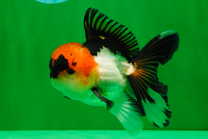 [SINGLE] Tricolor Oranda Male 4-4.5 inches #091925SO_07
