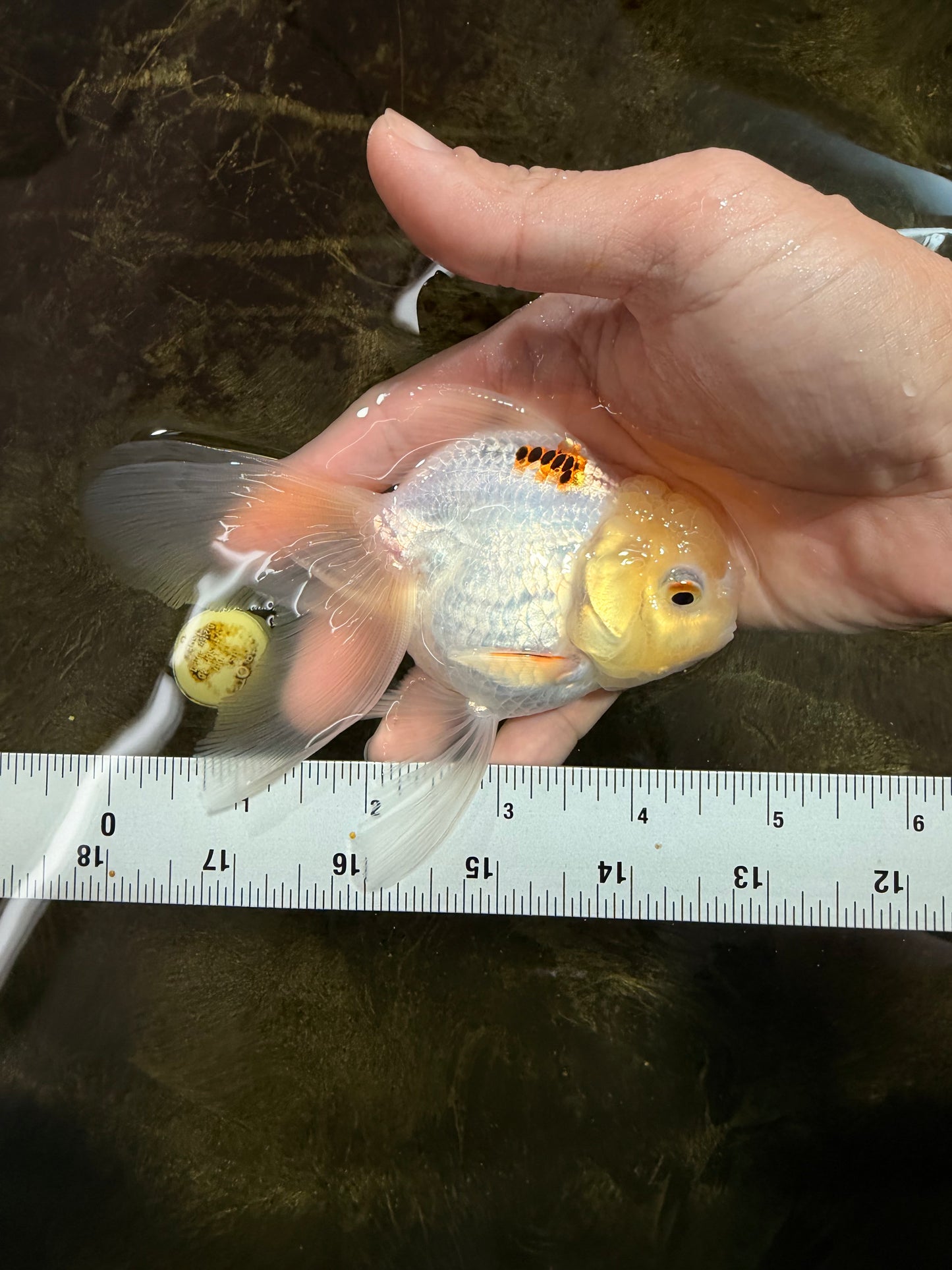 [SINGLE] Tricolor Oranda Female 4.5 inches #111425SO_08