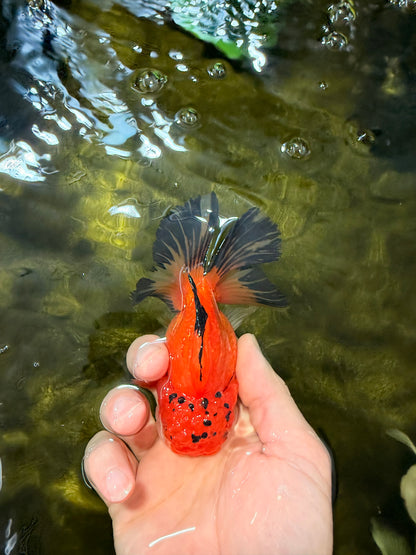 [SINGLE] Orange Oranda Male 4.5 inches #040326SO_05
