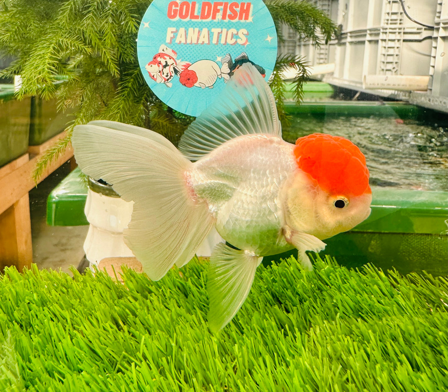 [SINGLE] Red Cap Oranda Male size 4 inches #112224SO_12