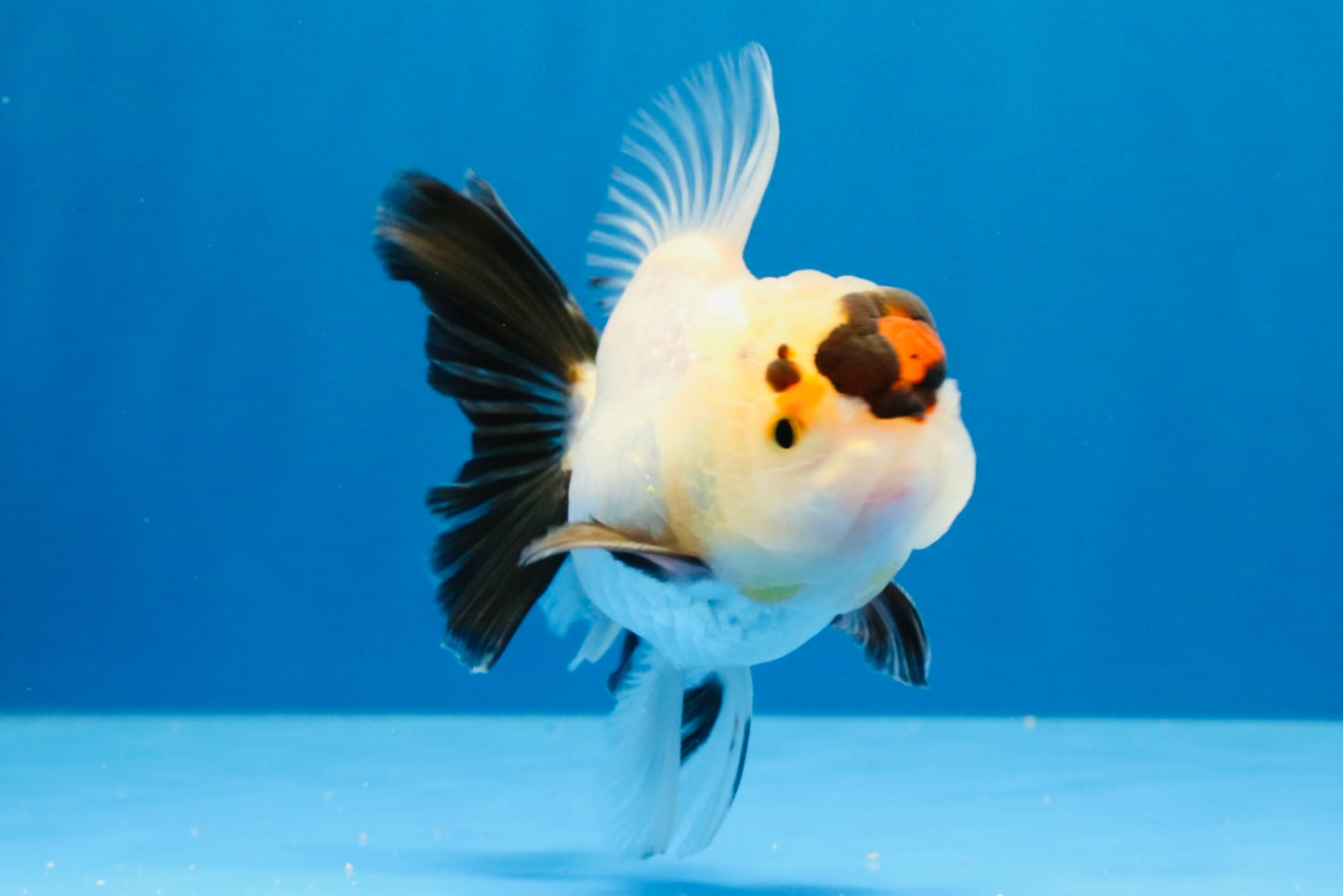 [SINGLE] Tricolor Oranda Male 4 inches #032026SO_04