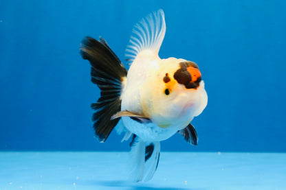 [SINGLE] Tricolor Oranda Male 4 inches #032026SO_04