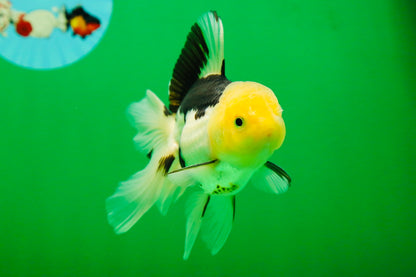 [SINGLE] Panda Male Oranda 4.5-5 inches #080125SO_08