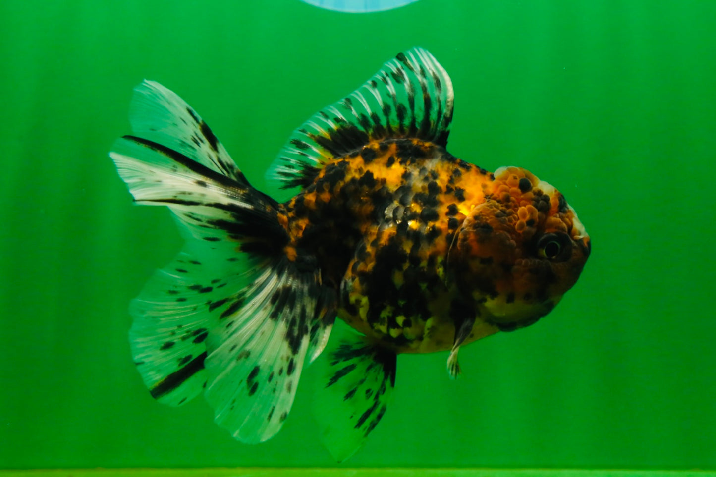 [SINGLE] Pepper Tiger Oranda Female 4.5 inches #080825SO_03
