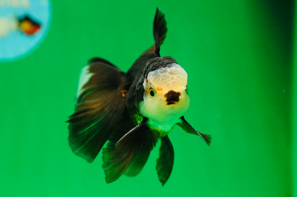 [SINGLE] Panda Oranda Male 4.5 inches #090525SO_02