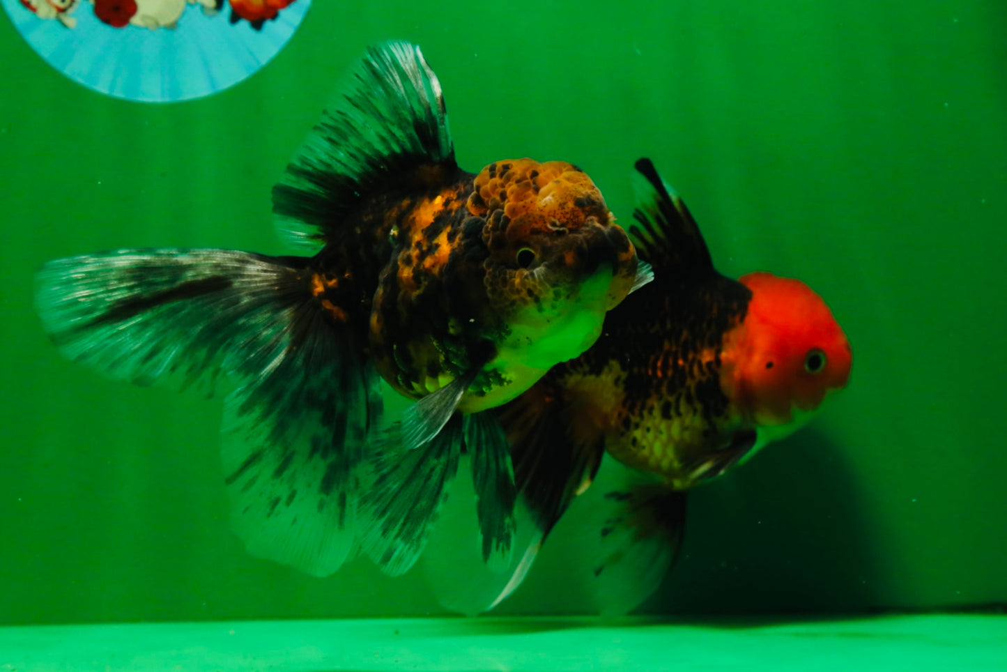 [COUPLE] Tricolor Male & Tiger Female 4.5 inches #091925CO_03