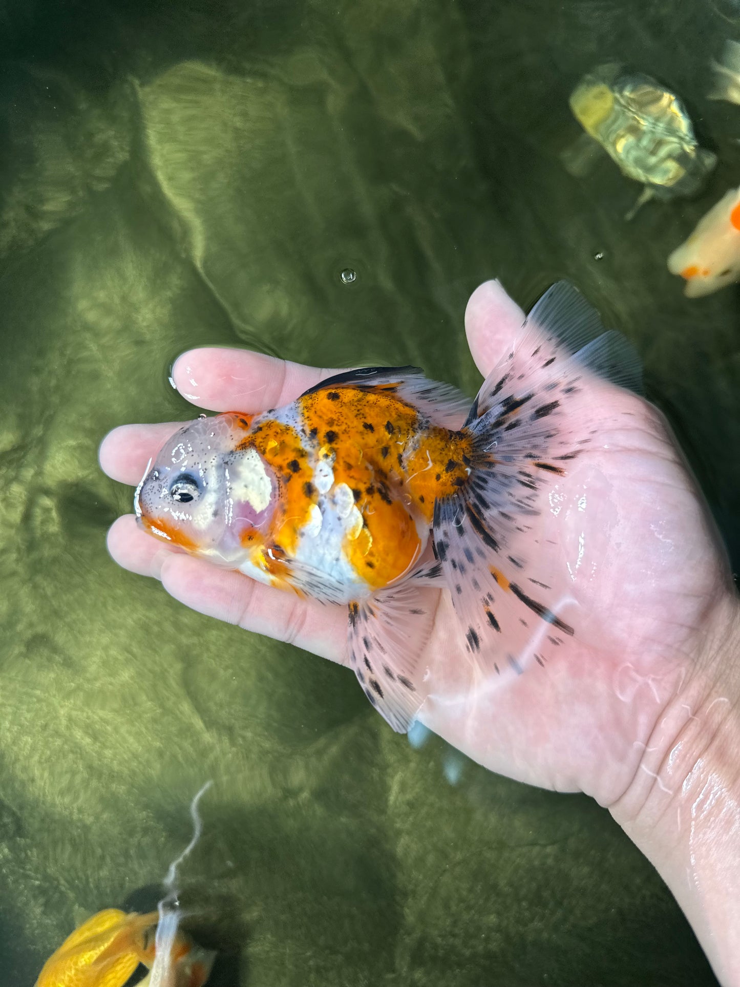 [COUPLE] Pepper Calico Female & Sakura Male Oranda 4.5-5 inches #050225CO_07