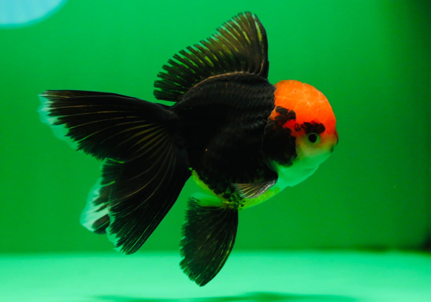 [SINGLE] Panda Oranda Male 4.5 inches #090525SO_06