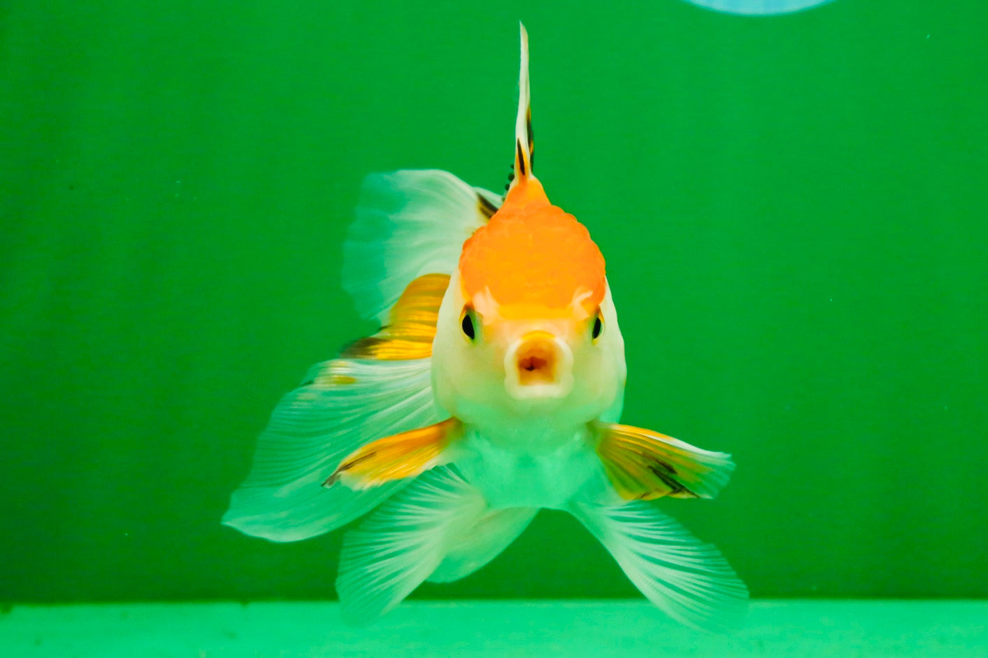 [SINGLE] Tricolor Oranda Male 4-4.5 inches #111425SO_01