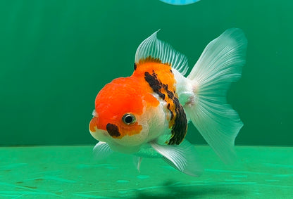 [SINGLE] Tricolor Oranda Male 4-4.5 inches #062725SO_08