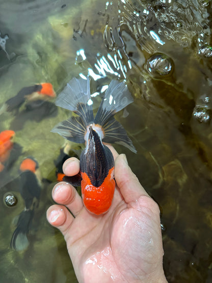 [SINGLE] Tricolor Oranda Male 4.5-5 inches #080125SO_16