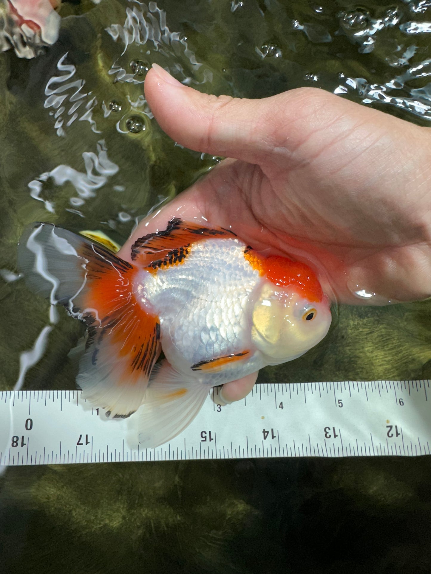 [SINGLE] Tricolor Oranda Female 4.5-5 inches #070425SO_04
