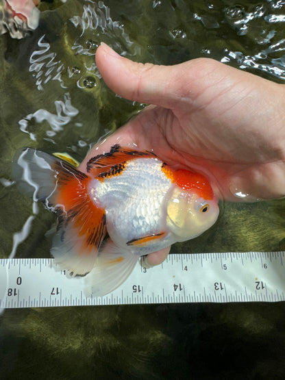 [SINGLE] Tricolor Oranda Female 4.5-5 inches #070425SO_04