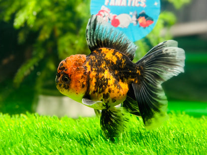 [SINGLE] Tiger Oranda Male size 4.2 inches #112224SO_04