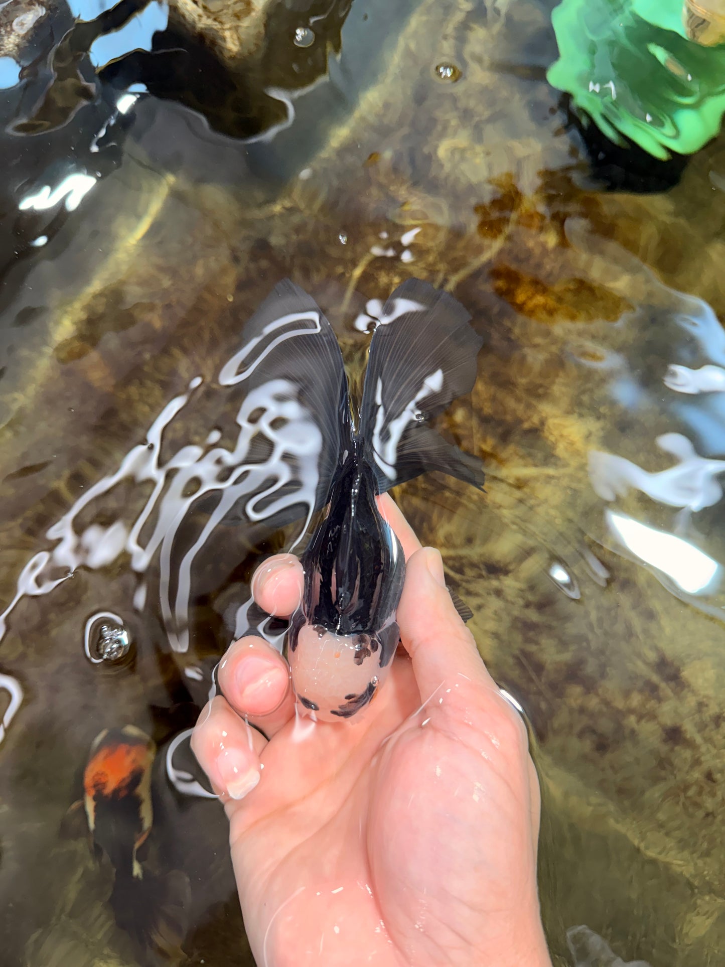 [SINGLE] Panda Oranda Male 5 inches #112125SO_03