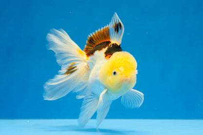 [SINGLE] Tricolor Oranda Male 4.5 inches #032026SO_07