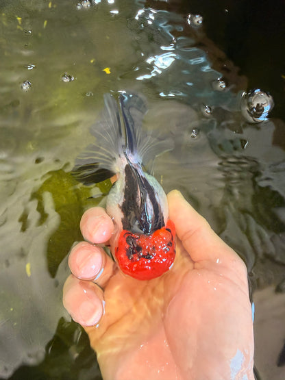 [SINGLE] Tricolor Oranda Female 4-4.5 inches #041026SO_01