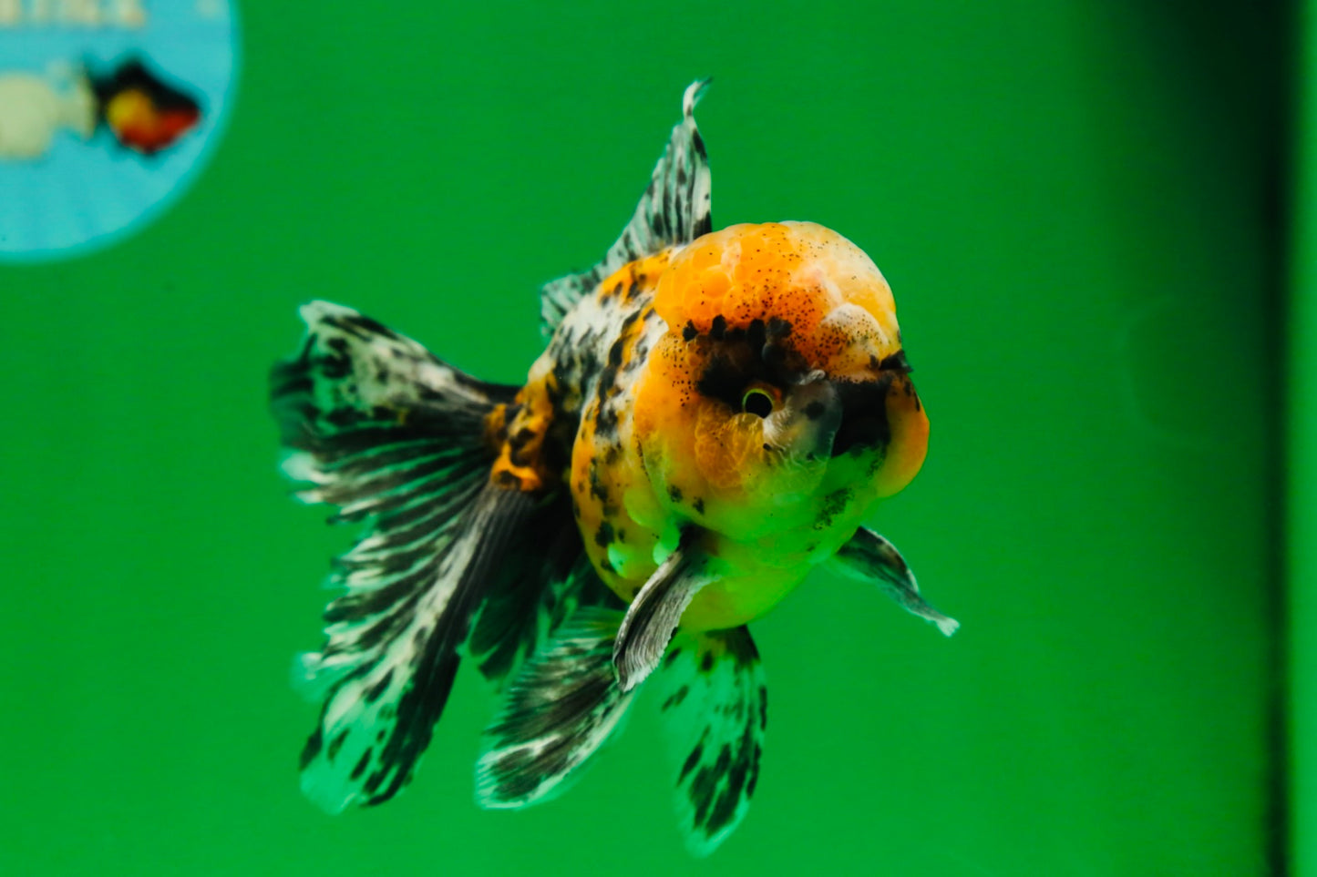 [SINGLE] Tiger Oranda Male 4.5 inches #082225SO_04