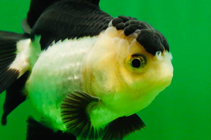 [SINGLE] Panda Oranda Female 4.5 inches #080825SO_05