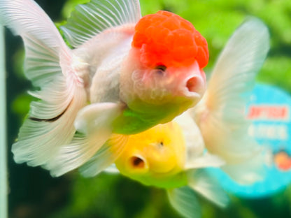 [COUPLE] Lemonhead & Red Cap Oranda size 4-4.5 inches #111524CO_15