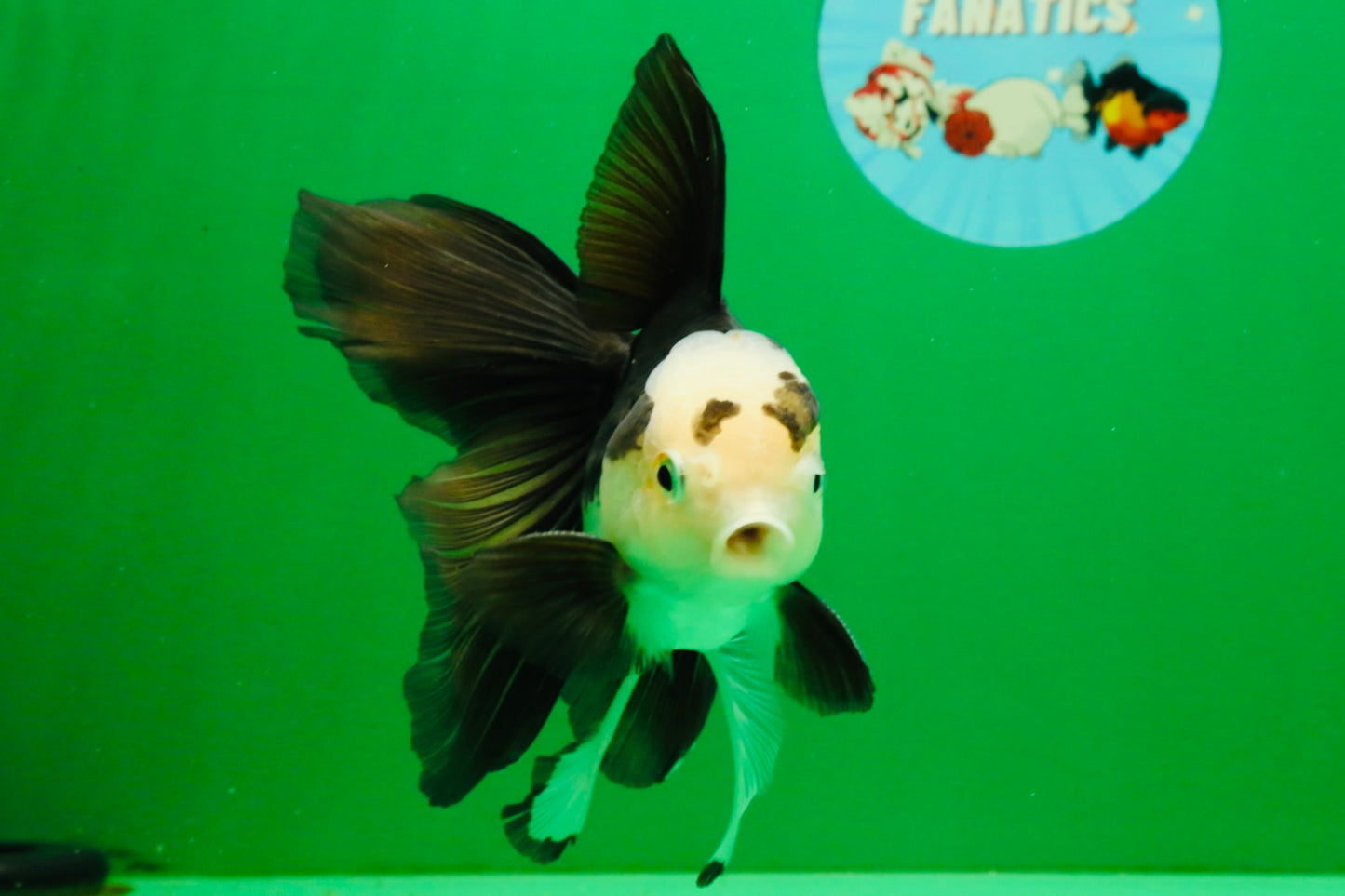 [SINGLE] Panda Oranda Male 5 inches #112125SO_03