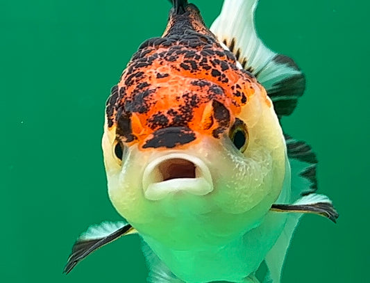 [SINGLE] Tricolor Oranda Female 5 inches #062725SO_06