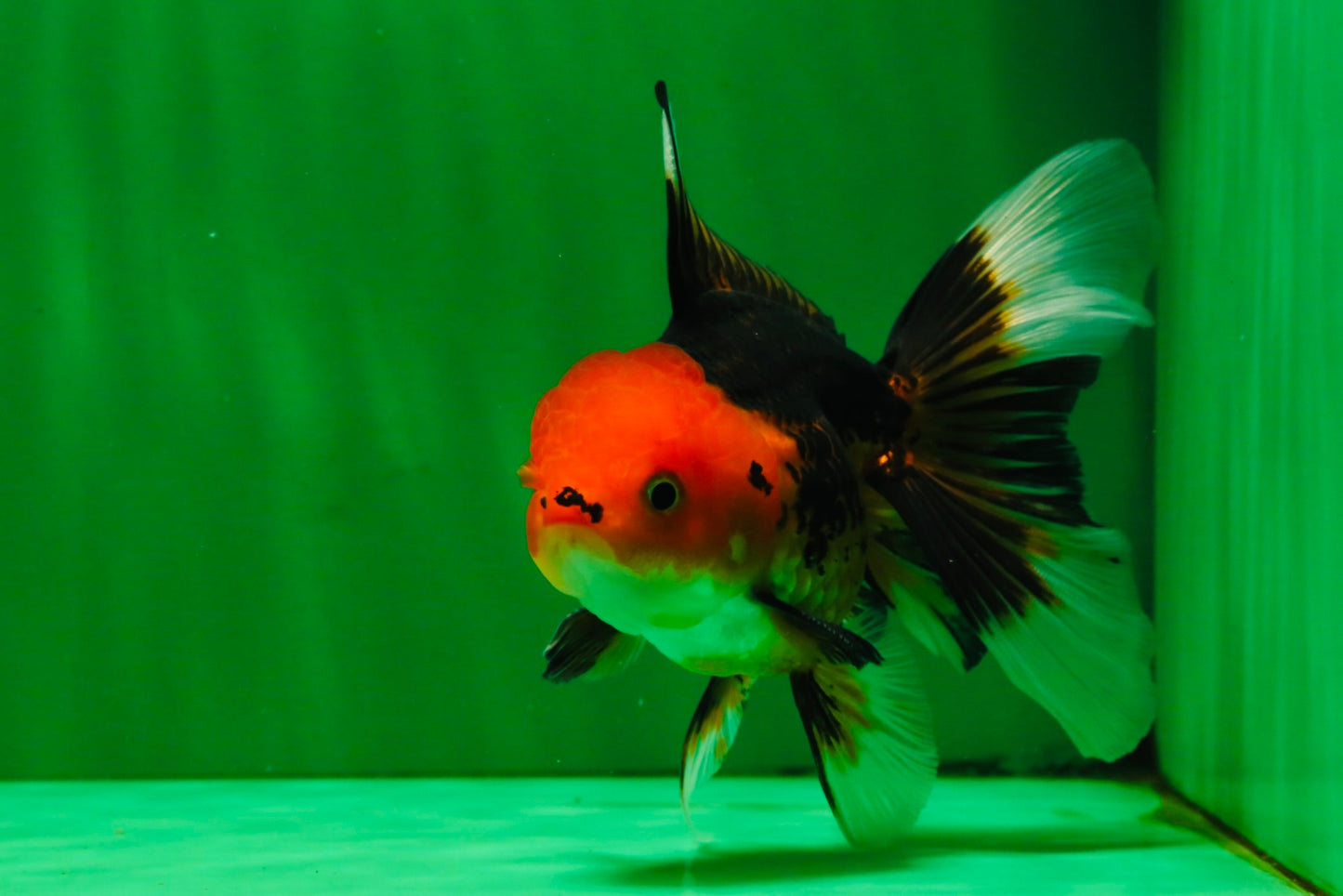 [COUPLE] Tricolor Male & Tiger Female 4.5 inches #091925CO_03