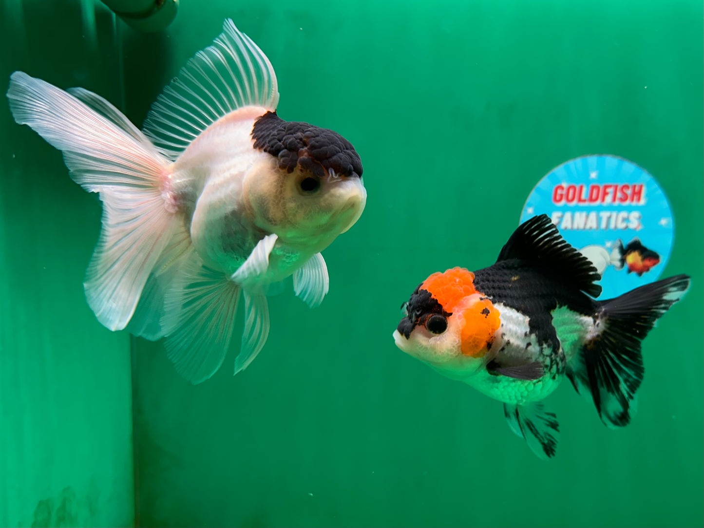 [COUPLE] Button Eyes Tricolor Female & Panda  Male Oranda 4.5 inches #052325CO_08