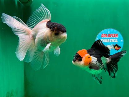 [COUPLE] Button Eyes Tricolor Female & Panda  Male Oranda 4.5 inches #052325CO_08