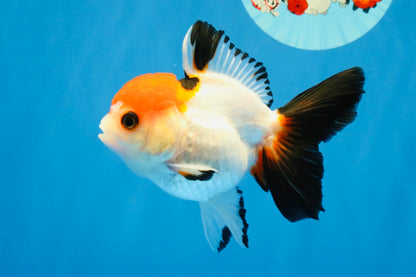[SINGLE] Tricolor Oranda Female 4-4.5 inches #041026SO_06
