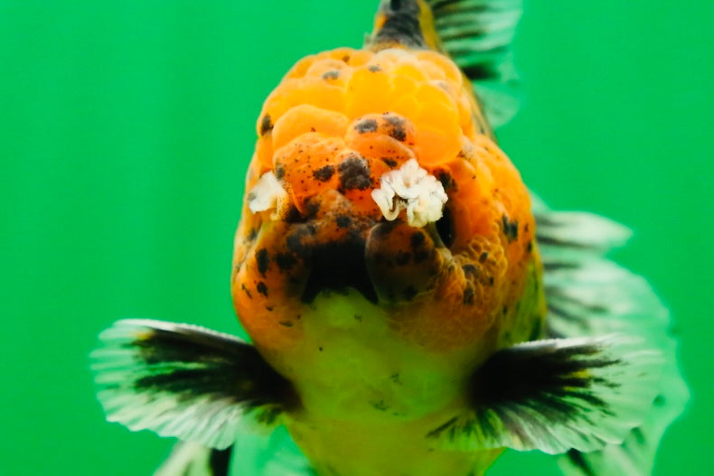 [SINGLE] Tiger Oranda Male 4.5-5 inches #080825SO_08