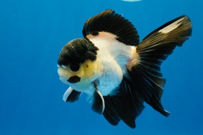 [SINGLE] Panda Oranda Male 4.5 inches #040326SO_08