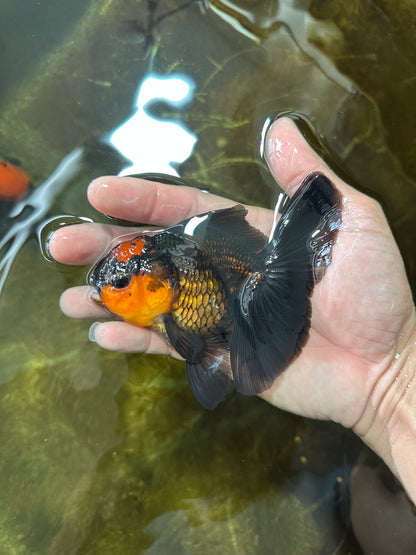 [SINGLE] Apache Oranda Female 4.5 inches #081525SO_07