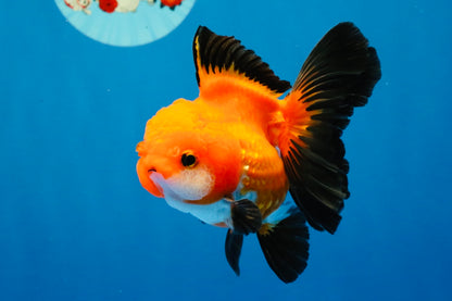 [SINGLE] Apache Oranda Female 4-4.5 inches #030626SO_08