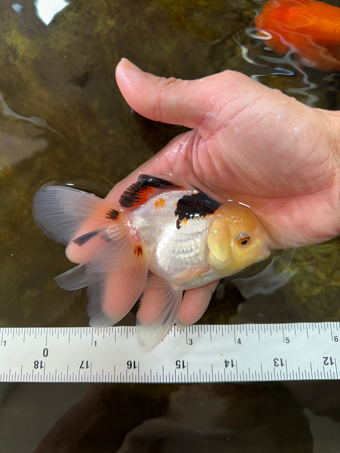 [SINGLE] Tricolor Oranda Male 4.5 inches #080825SO_13