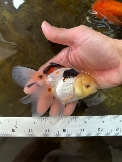 [SINGLE] Tricolor Oranda Male 4.5 inches #080825SO_13