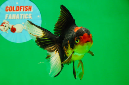 [SINGLE] Tricolor Male 5 inches #101725SO_03