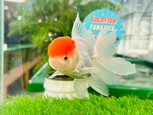 [SINGLE] Red Cap Oranda Male size 4 inches #112224SO_12