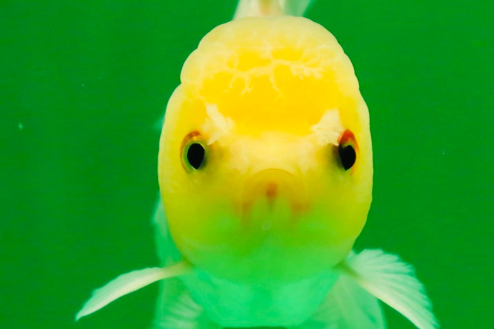 [SINGLE] White Oranda Male 4.5-5 inches #041825SO_03