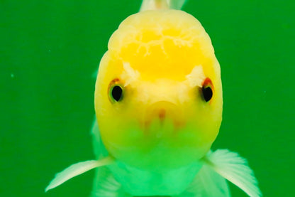 [SINGLE] White Oranda Male 4.5-5 inches #041825SO_03